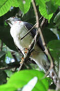 Double-toothed Kite