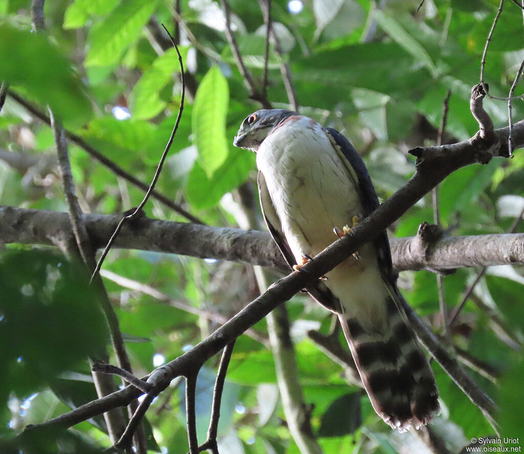 Double-toothed Kitejuvenile