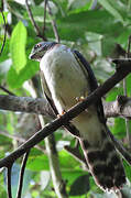 Double-toothed Kite