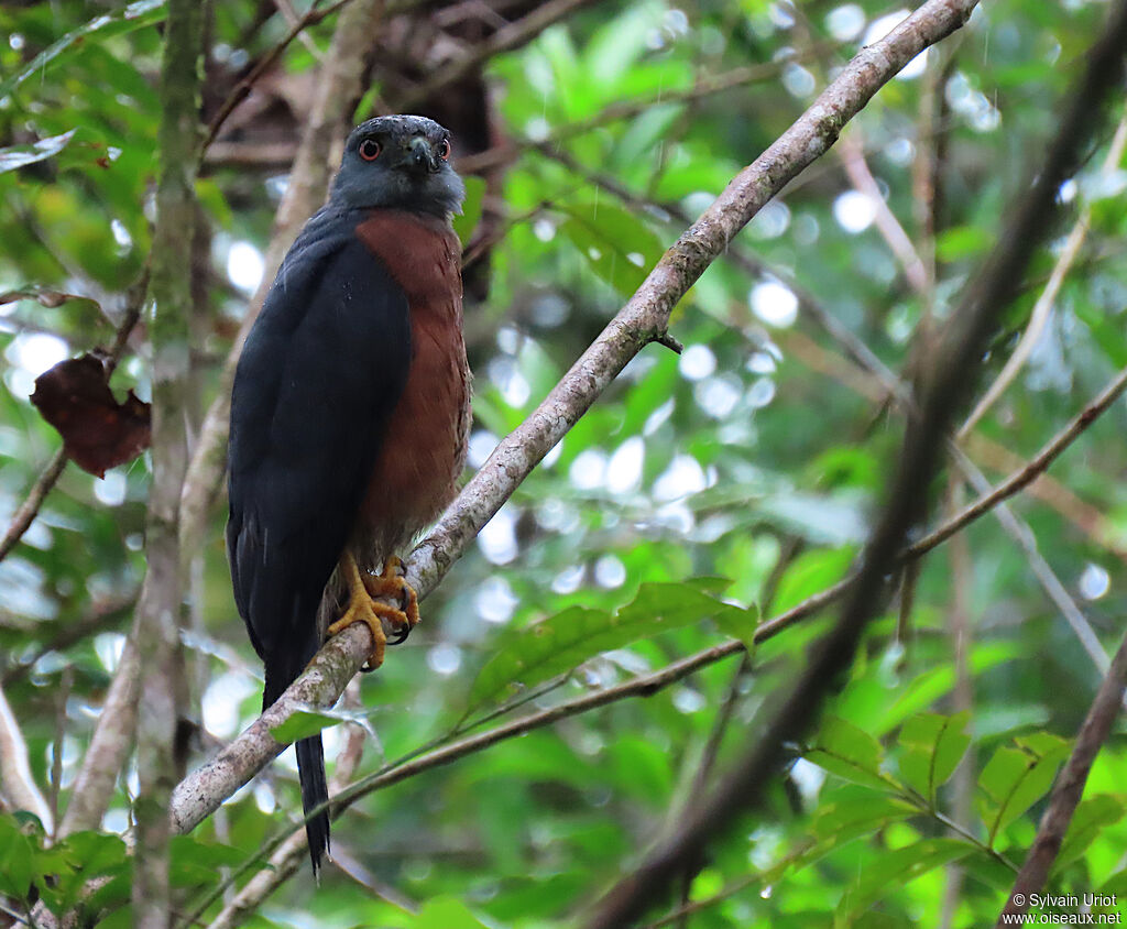 Double-toothed Kite female adult