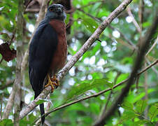 Double-toothed Kite