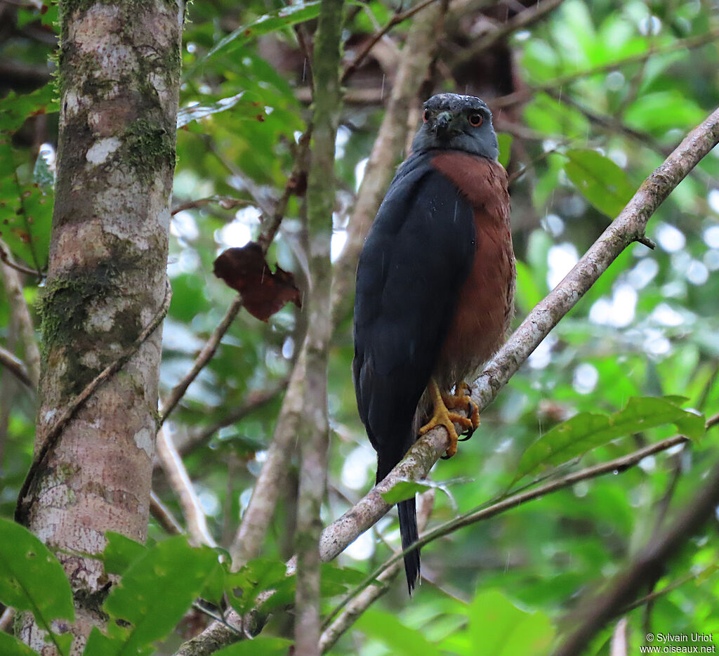 Double-toothed Kite female adult