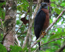 Double-toothed Kite