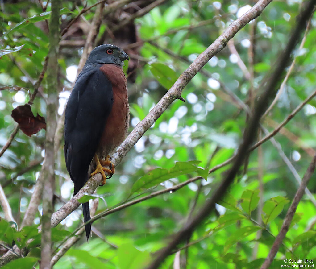 Double-toothed Kite female adult