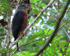 Double-toothed Kite