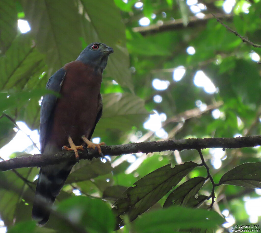 Double-toothed Kite male adult