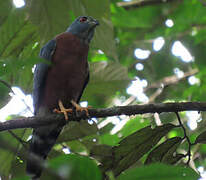 Double-toothed Kite