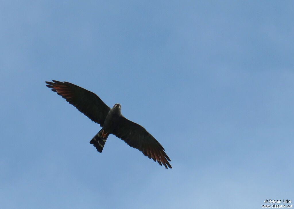 Plumbeous Kiteadult