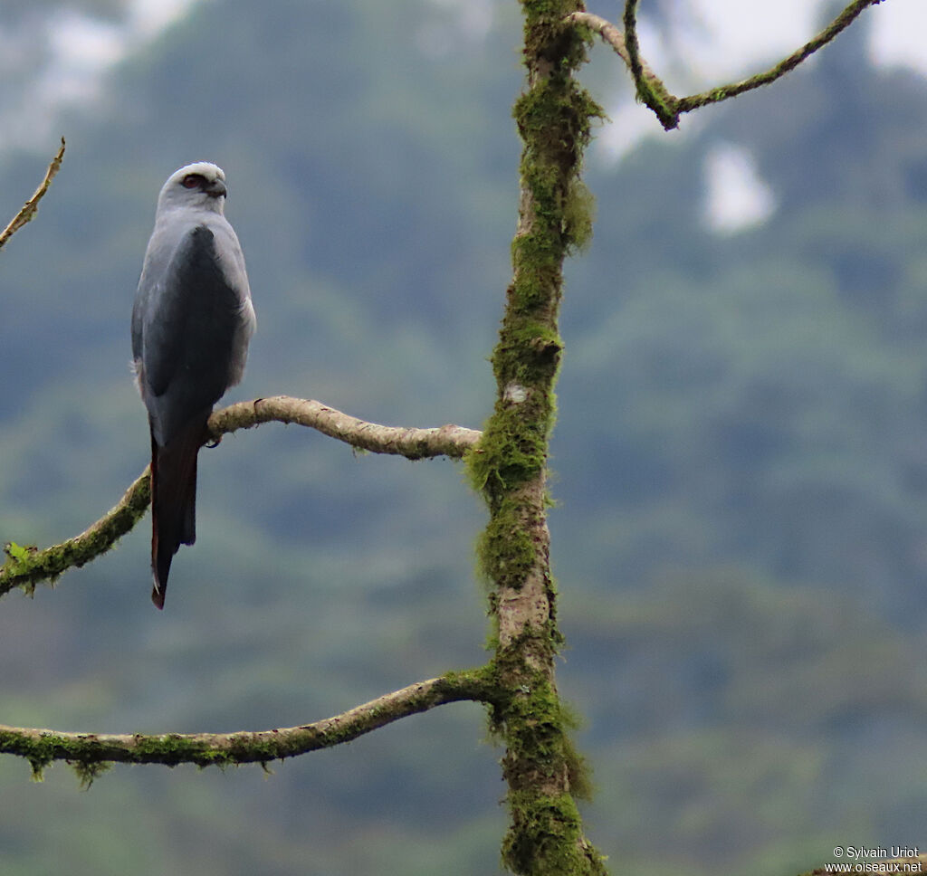 Plumbeous Kiteadult