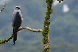 Plumbeous Kite