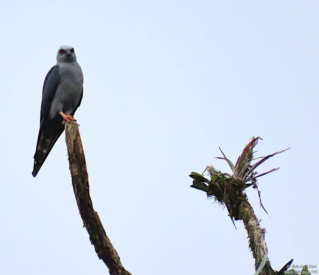 Plumbeous Kiteadult