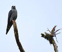 Plumbeous Kite