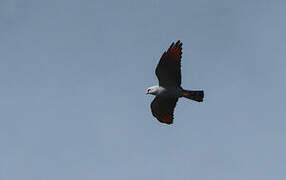 Plumbeous Kite