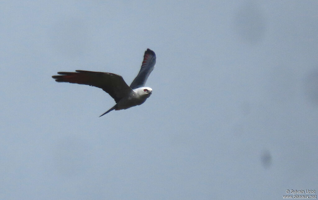 Plumbeous Kiteadult