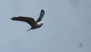 Plumbeous Kite