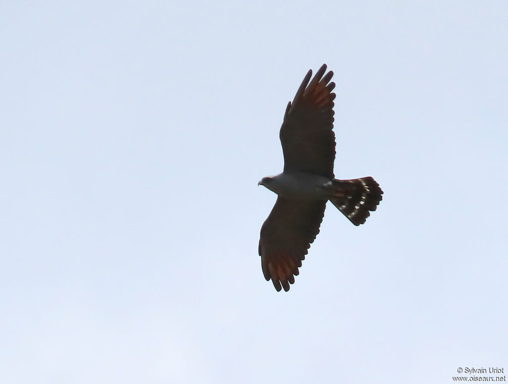 Plumbeous Kiteadult