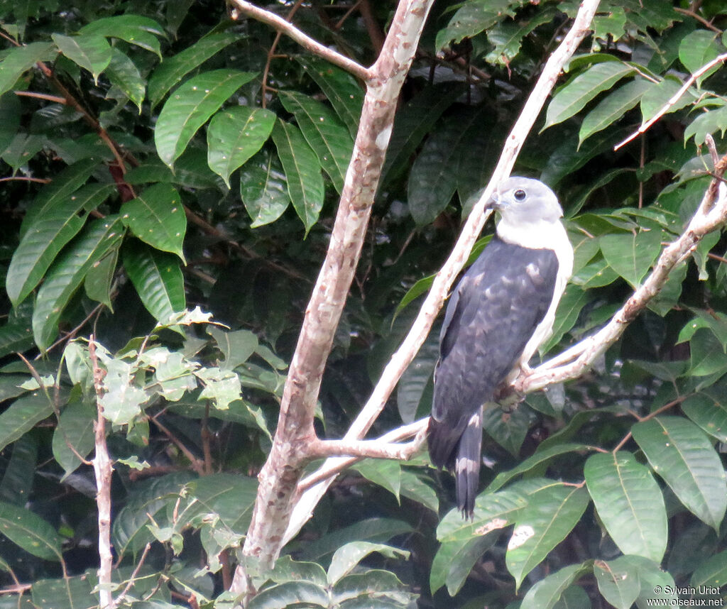 Grey-headed Kiteadult