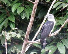 Grey-headed Kite