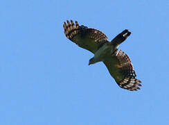 Grey-headed Kite