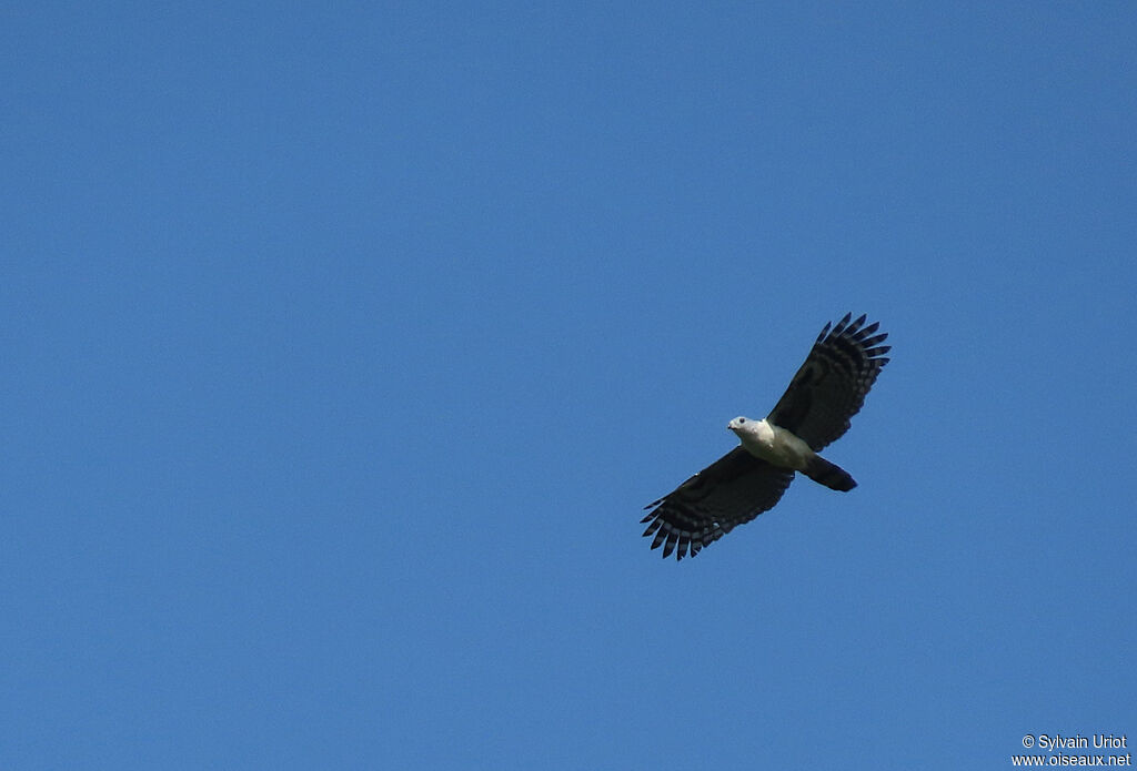 Grey-headed Kiteadult