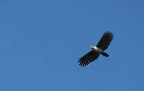 Grey-headed Kite