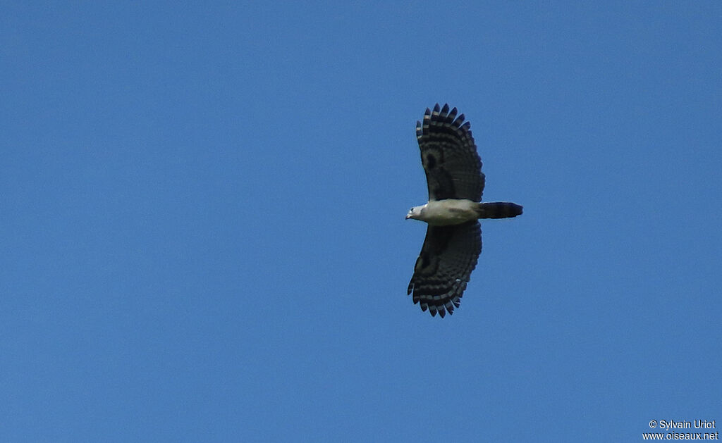 Grey-headed Kiteadult