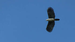 Grey-headed Kite