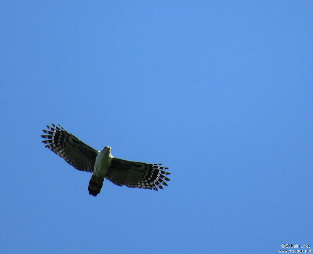 Grey-headed Kiteadult