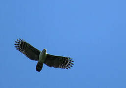 Grey-headed Kite