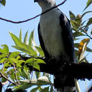 Milan de Cayenne