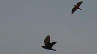 Milan des chauves-souris