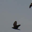 Milan des chauves-souris