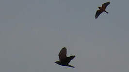 Milan des chauves-souris
