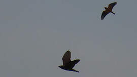 Milan des chauves-souris