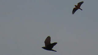 Milan des chauves-souris