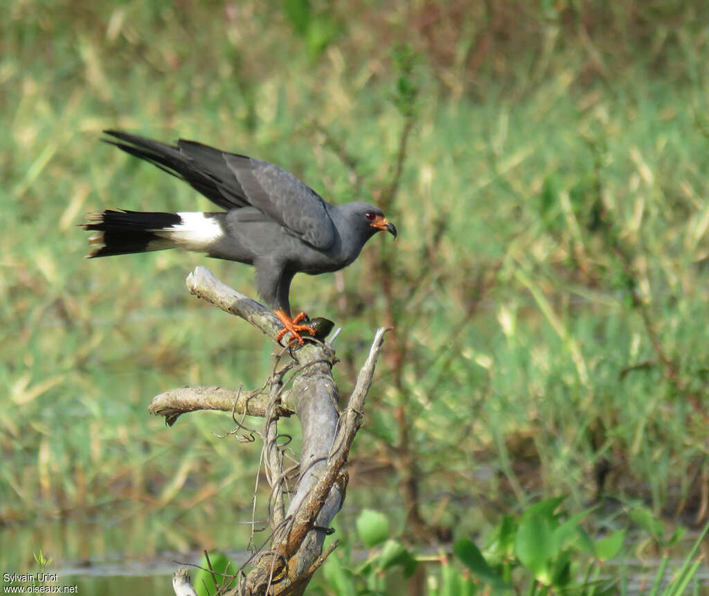 Snail Kite male adult, pigmentation, feeding habits