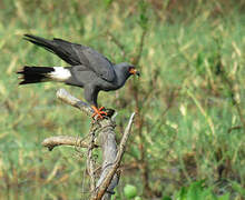 Snail Kite