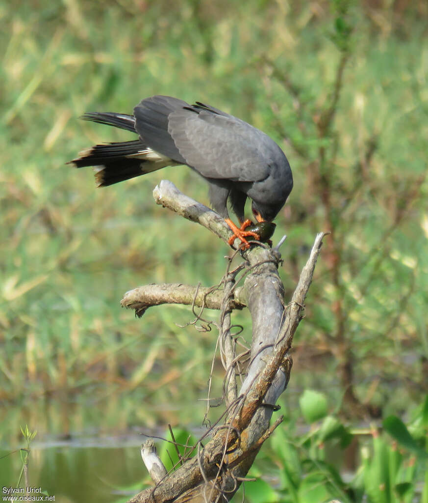 Snail Kite male adult, pigmentation, feeding habits, eats