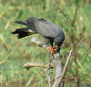 Snail Kite