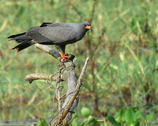 Snail Kite