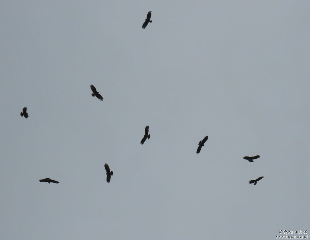 Snail Kite