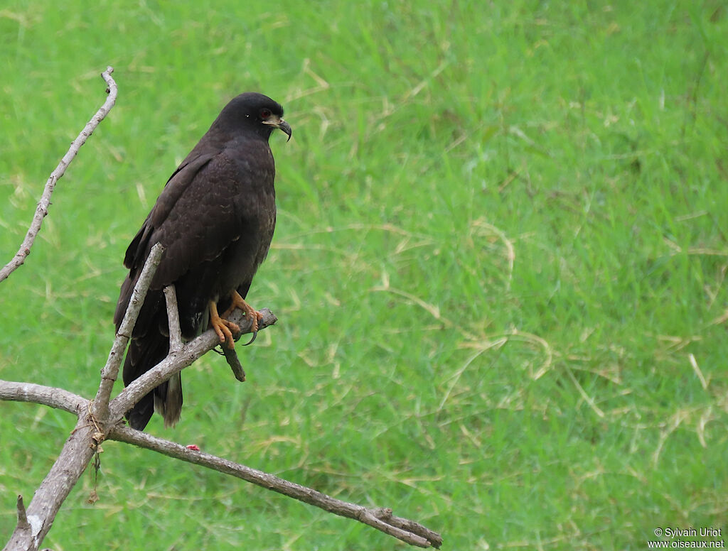 Snail Kite male adult