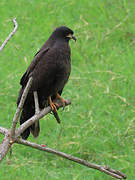 Snail Kite