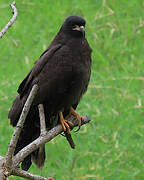 Snail Kite