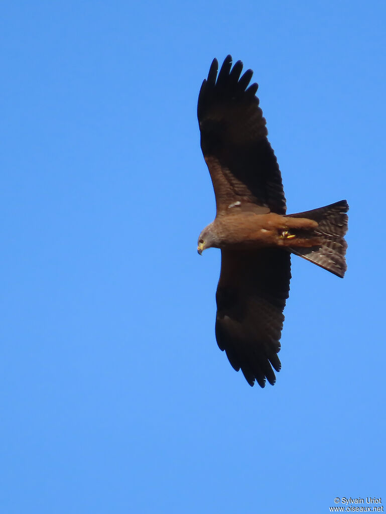 Black Kite adult