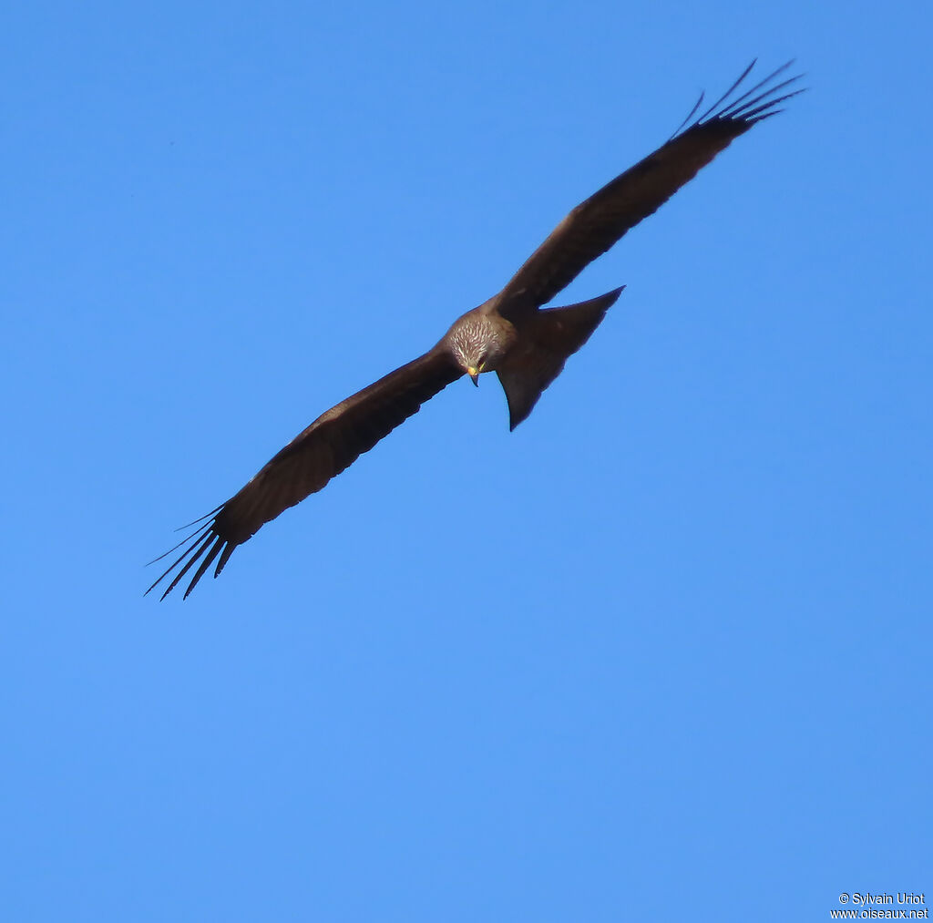 Black Kite adult