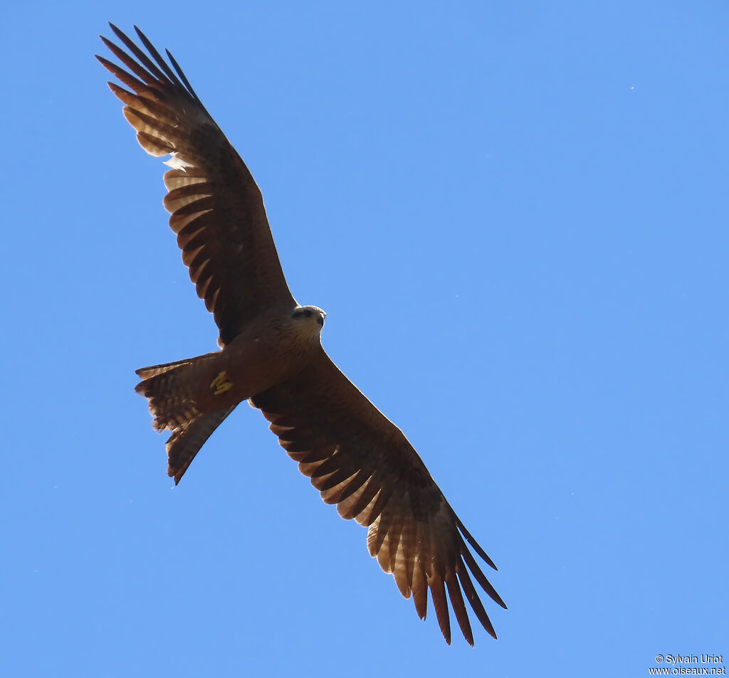 Black Kite adult