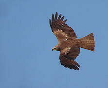 Black Kite