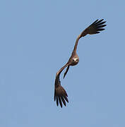 Black Kite