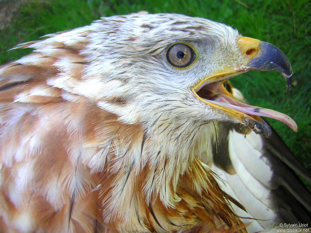 Red KiteFirst year, close-up portrait